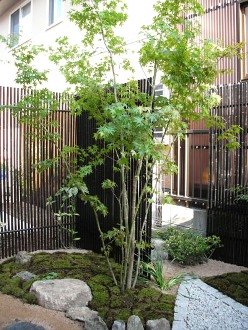 ソヨゴ